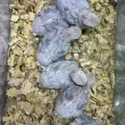 فروخ روز