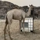 قعود للي يبي يودب شداد