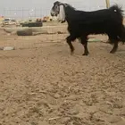 تيس اسن ثني أتيس طيب وشرطه من كلشي. قريع وحار