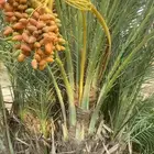 دقلة نور