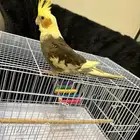 ببغاء كروان أليف
