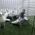 مجموعة هايفلير وهندي
