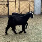 ماشاءالله تبارك الله تيسين كفوو فل الفل