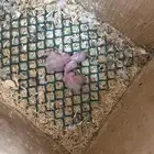 زوج كروان مع فرخين