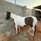 فرس هنديه