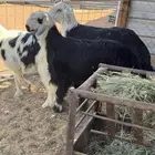 ذبايح للبيع