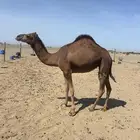 بكار سواحل حمر
