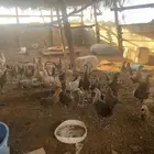 صوص دجاج