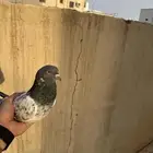 ذكر قولدن