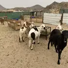 طليان سواكنيه تربيه