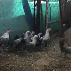 دجاج فيومي