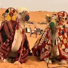 يوجد لدينا أجار خيل و جمال و سيسي