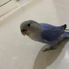 طير روز فرخ