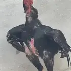 شامو الماني هزاز