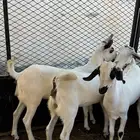 جفار بيشيات