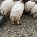 رخال نعيم
