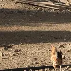ديك باكستاني