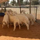 حري تربية مزرعة