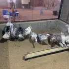 دجاج رومي بياض
