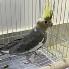 عصفور كروان ذكر مع القفص حقه غير مريض و نشيط