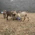 عرس للبيع أربعه عنقان وتيس اوشخ