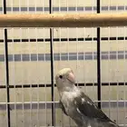 انثى روز منتجه