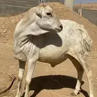 رفيدي مرابي 5 شهور