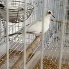 يمام ماسي ابرق ملكي تم البيع