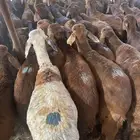 طليان سواكني حمري ام روابه
