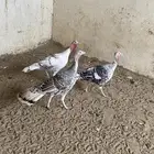 دجاج رومي
