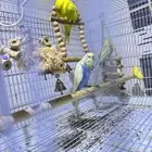 4 عصافير للبيع