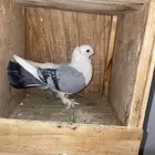 ذكر القطيفي ذكر حب الرمان