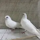 للبيع جوز حمام النوع صنعاوي ابوشيبه حجم صغير مره صوت عالي