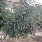 رمان طايفي للبيع