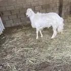 حري فحل للبيع