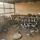 حمام بلجيكي منتج للبيع ع السوم تقريبا تقريبا خمسين جوز تزو