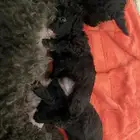 للبيع جراء بودل