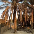 نخل اخلاص 19 حبة طول مميز وانتاج فاخر مجانا