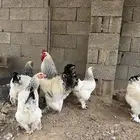 بيض براهما كولومبي