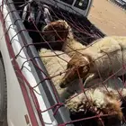 غنم للبيع معزاء وشياه نعيم