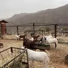 تيوس للبيع