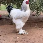 بيض براهما كولمبي كونك