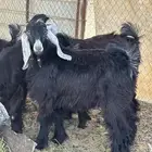 تيوس( تم البيع)