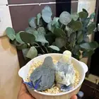 فروخ روز غر