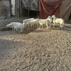 طليان جبره للبيع