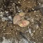 حمام قطايف منتجه مع فروخها ودجاجتين رجانات