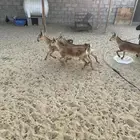 أربع جفرات للبيع