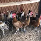 دجاج بلدي العمر شهرين ونص