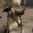 ديوك فيومي