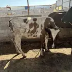 بقر